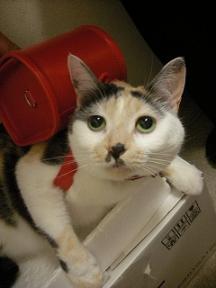 2009ピカピカの一年生猫