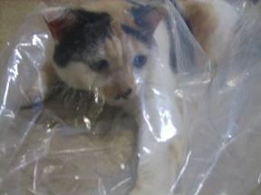 2006ﾆｬ-子08月 108.jpg