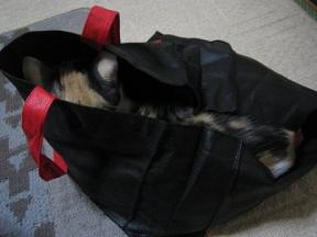 2005 ﾆｬｰ子12 187.jpg