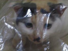 2006ﾆｬ-子08月 115.jpg