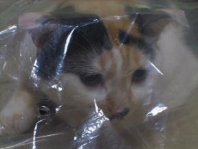 2006ﾆｬ-子08月 116.jpg