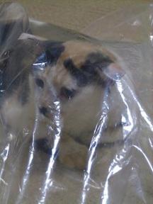 2006ﾆｬ-子08月 118.jpg