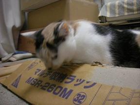 2008ﾆｬ-子6月 050.jpg