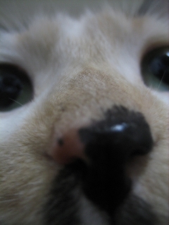 2007ﾆｬ-子10月 310.jpg