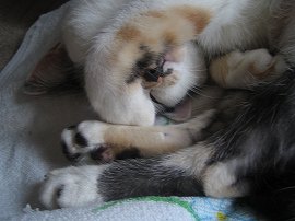 もっと寝させて～