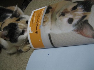 2007ﾆｬ-子08月 266.jpg