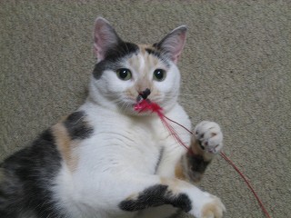 2007ﾆｬ-子10月 284.jpg