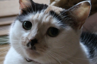 にこにゃんカフェ にゃー子のどや顔