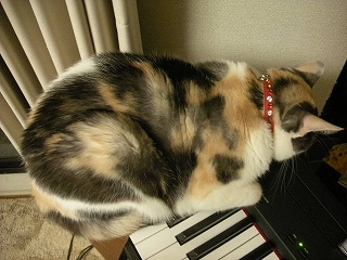 2009ﾆｬ-子10月 011.jpg