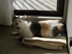 2008ﾆｬ-子3月 122.jpg