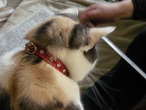 2008ﾆｬ-子4月 061.jpg