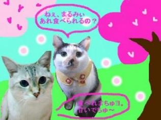 4月のまるみぃ＆にゃー子