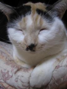 2006ﾆｬ-子10月 098.jpg