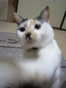 早くちょうだいよっっ