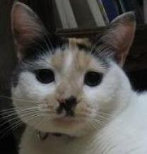 絵に似てるかにゃ？