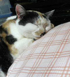 2005ﾆｬｰ子(携) 210.jpg