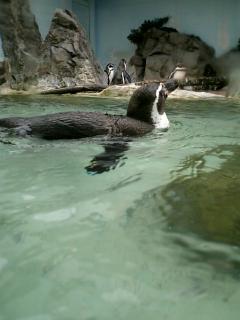 ペンギン
