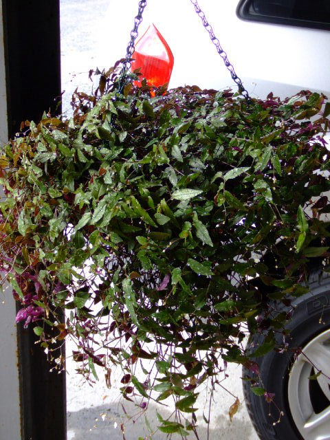 ブライダルベール