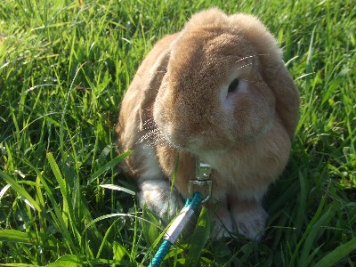 おすましポーズ