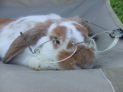 メガネうさぎ？