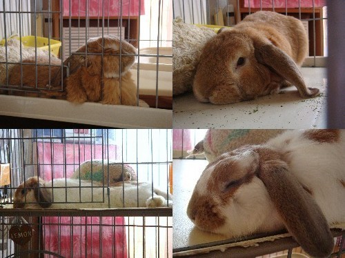 ０８．０５．０１　うさ達