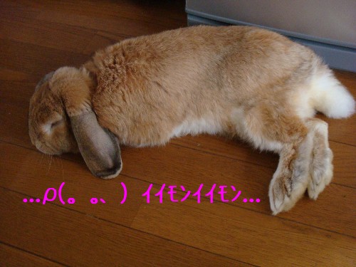 ...ρ(｡ ｡､ ) ｲｲﾓﾝｲｲﾓﾝ...