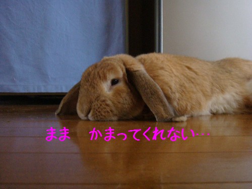 まま　かまってくれない…