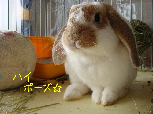 おすましポーズ☆