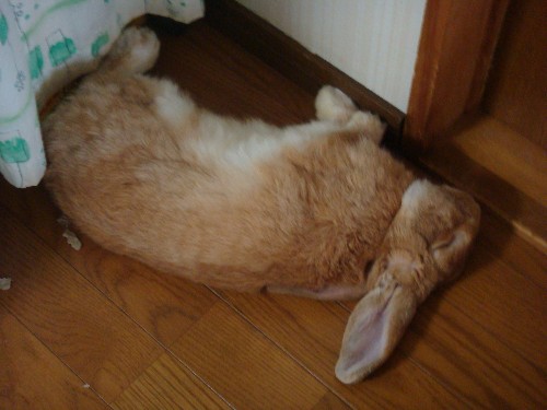 気持ちよさそ♪