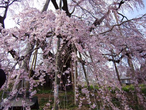 三春滝桜－２