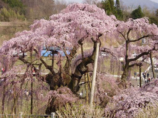 三春滝桜－３