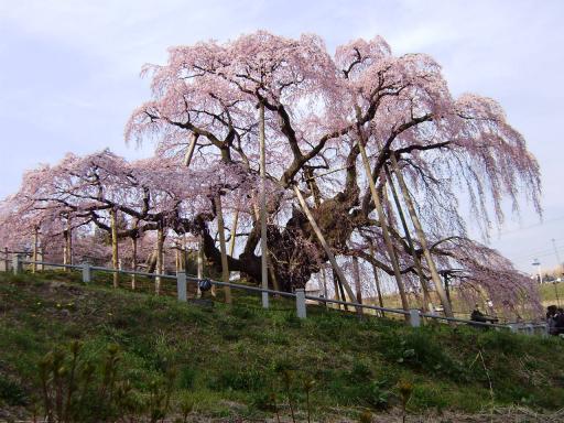 三春滝桜－４