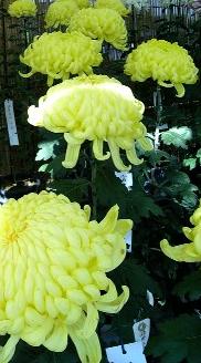 菊黄色
