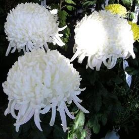 菊しろ