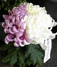 菊はーふ