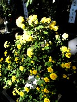 みかげ