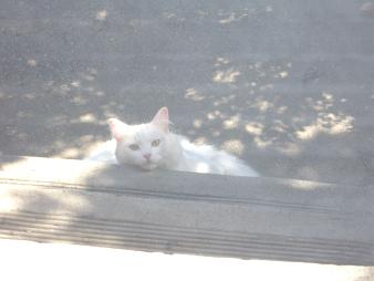 white cat2