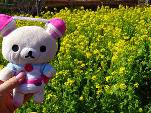 菜の花ぶぅ