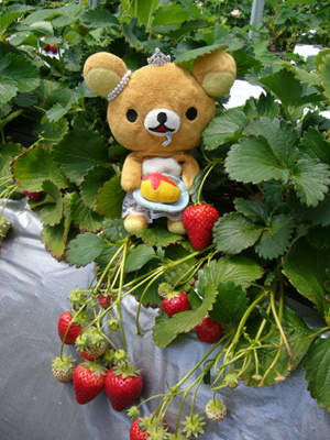 いちごはむ2006