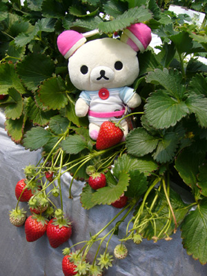 いちごぶぅ2006