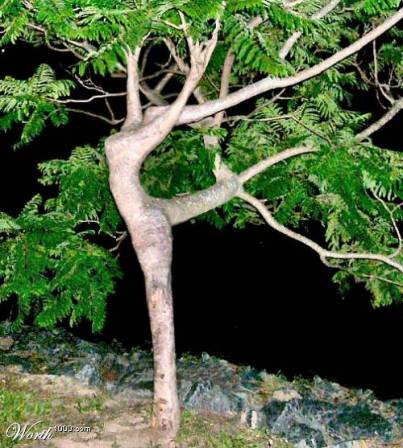 sexsee-tree