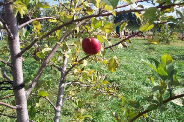 an apple