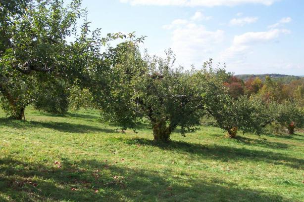 apple tree