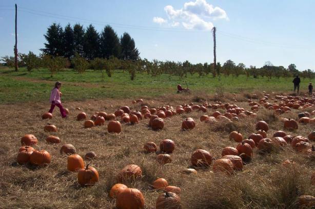 pumpkin field