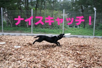 9_キャッチ