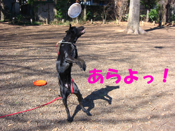 ディスク犬＿あらよっと