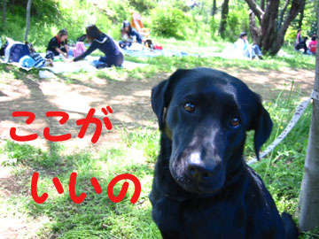 4_木陰がいいの