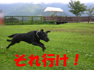 それ行け