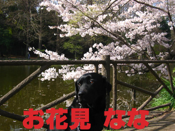 1_さくらとなな