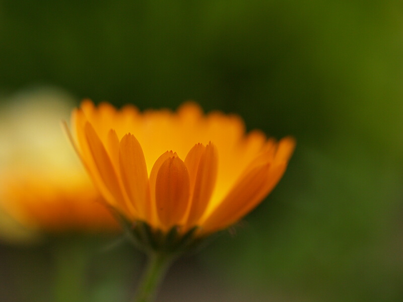 flower-1.jpg